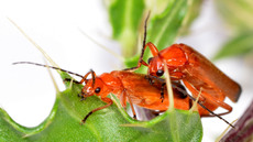 Roter Weichkäfer_8.jpg